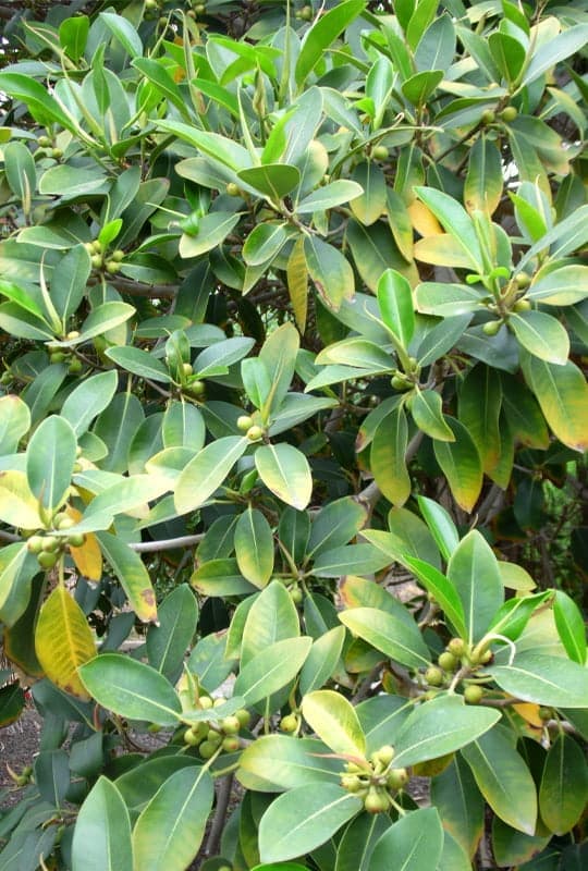 Ficus Australis