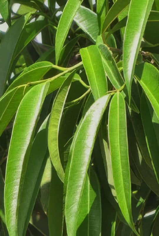 Ficus Bengallii