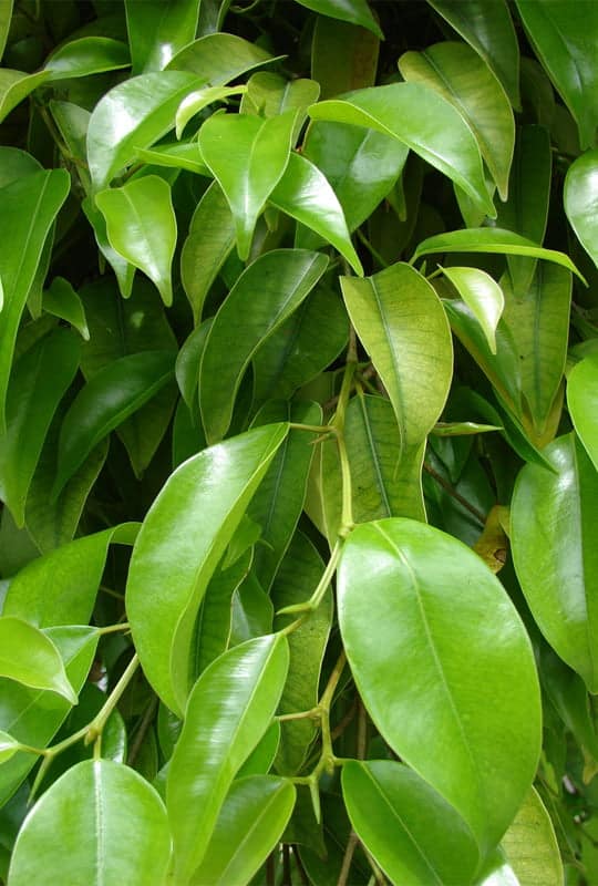 Ficus Benjamina