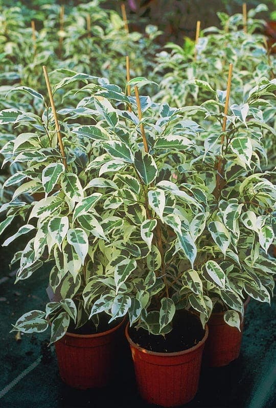 Ficus Benjamina ‘starlight’