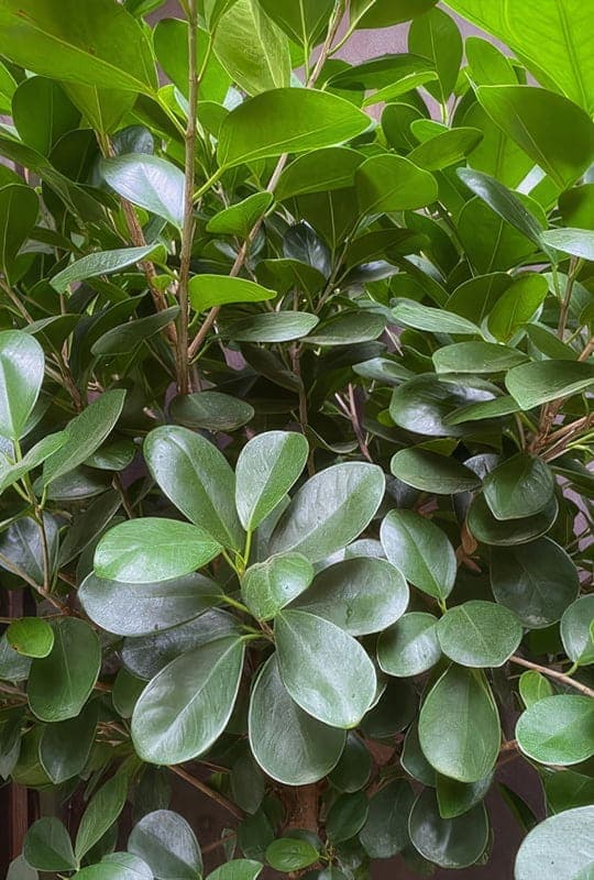 Ficus Danielle