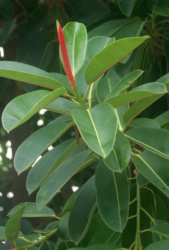 Ficus Elastica ‘Decora’