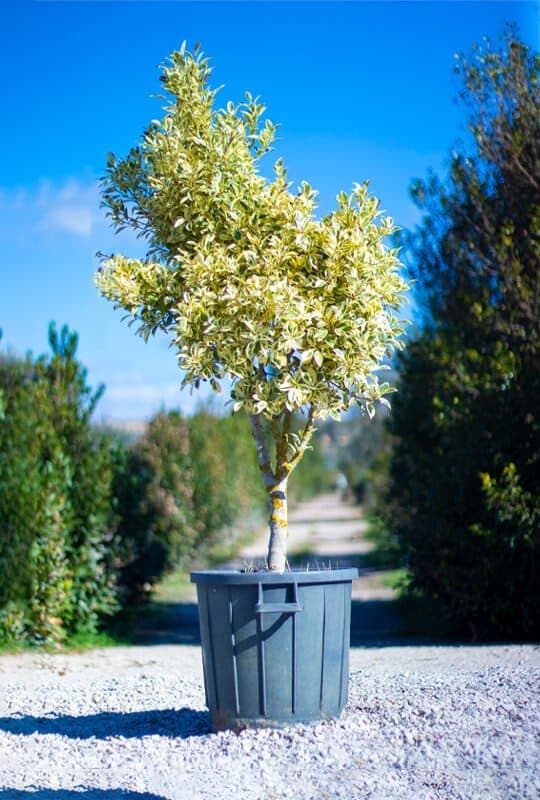 Ficus exsotica