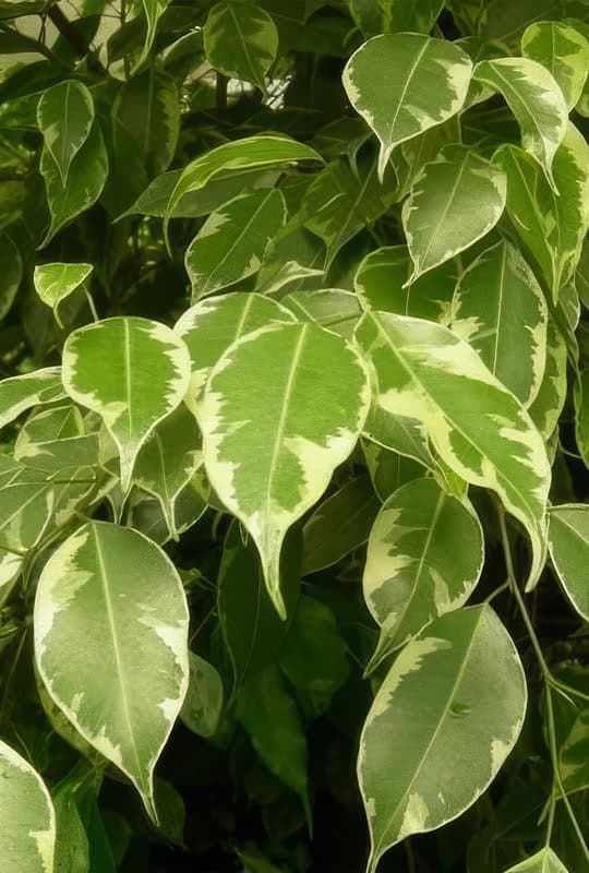 Ficus Golden King