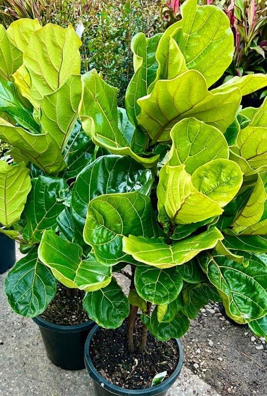 Ficus Lirata