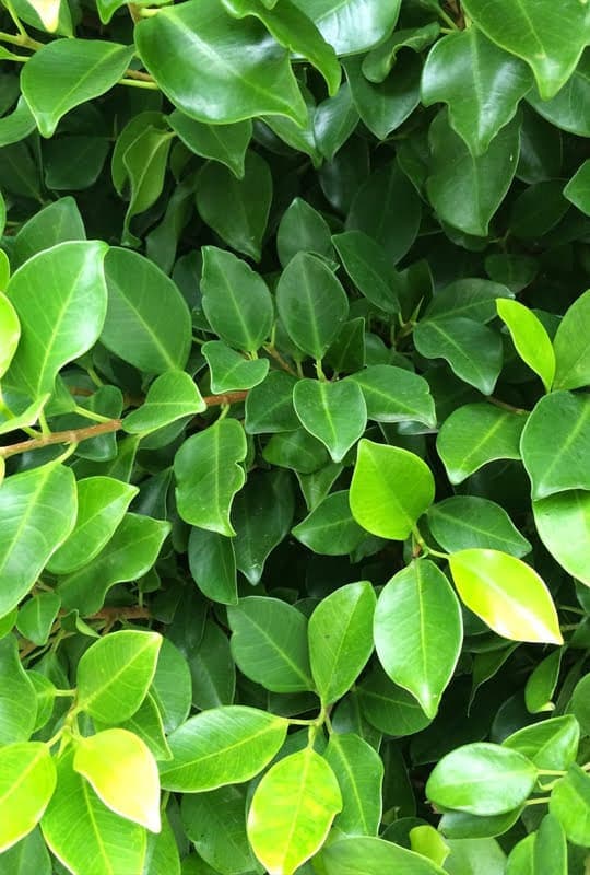 Ficus nitida