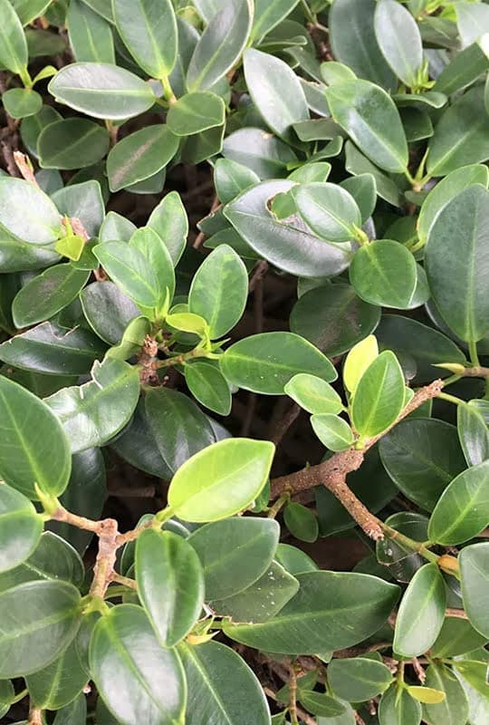 Ficus Panda