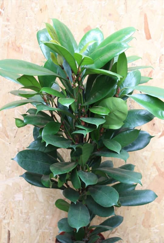 Ficus Stipulata
