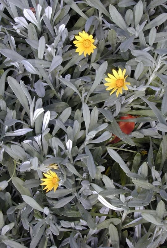 gazania rigens 