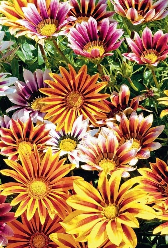 gazania splendens