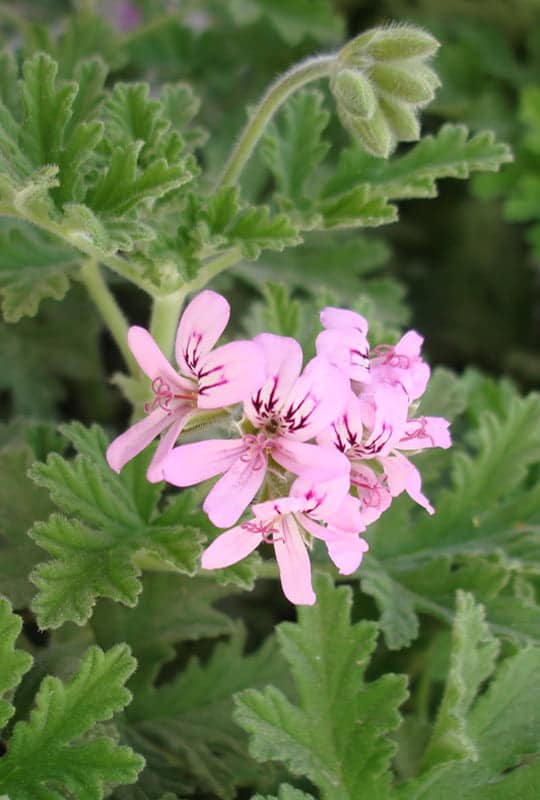 Geranium rosat