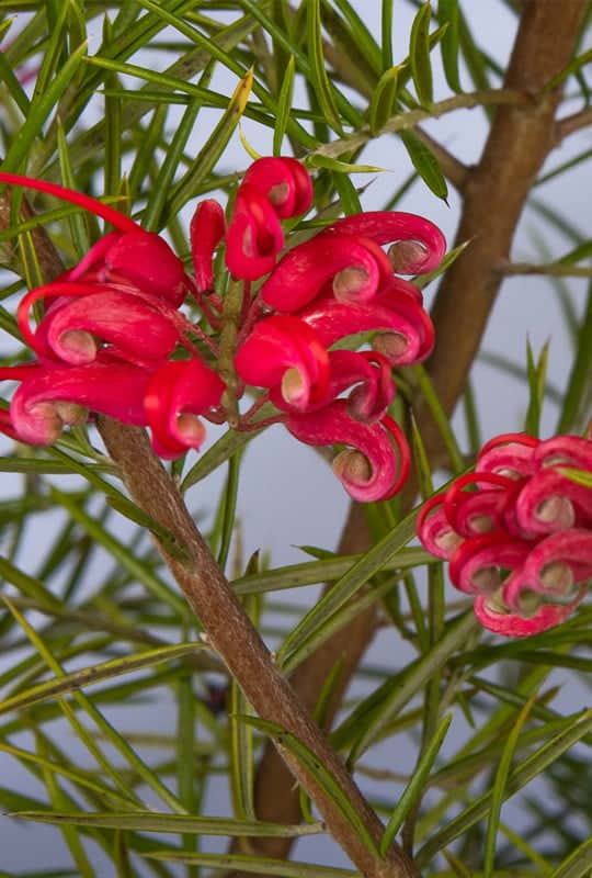 Grevillea Juniperina