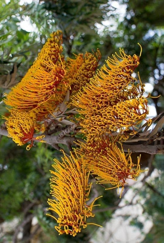 Grevillea Robusta