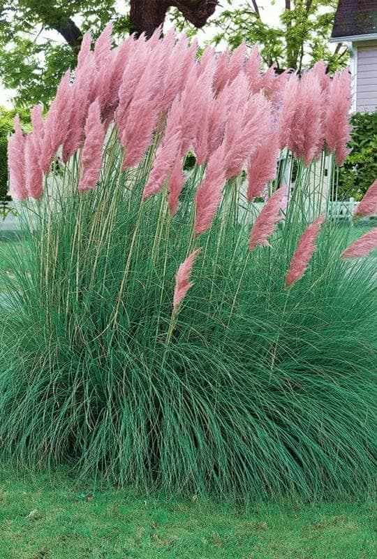 Gynérium Rosa