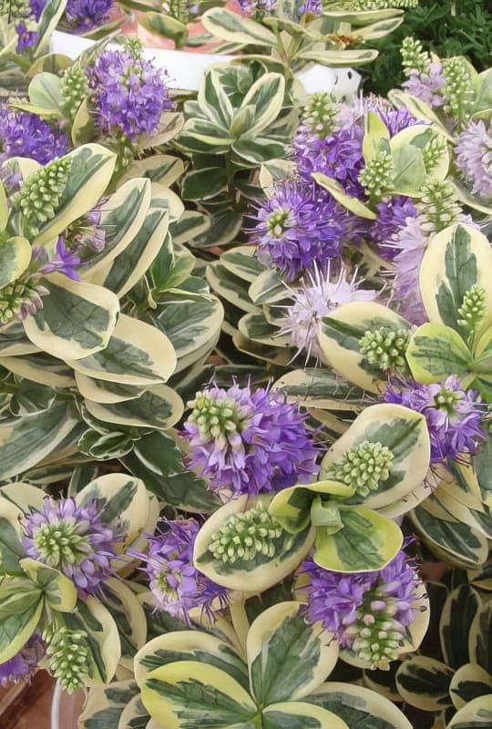 Hebe andersonii ‘Variegata’