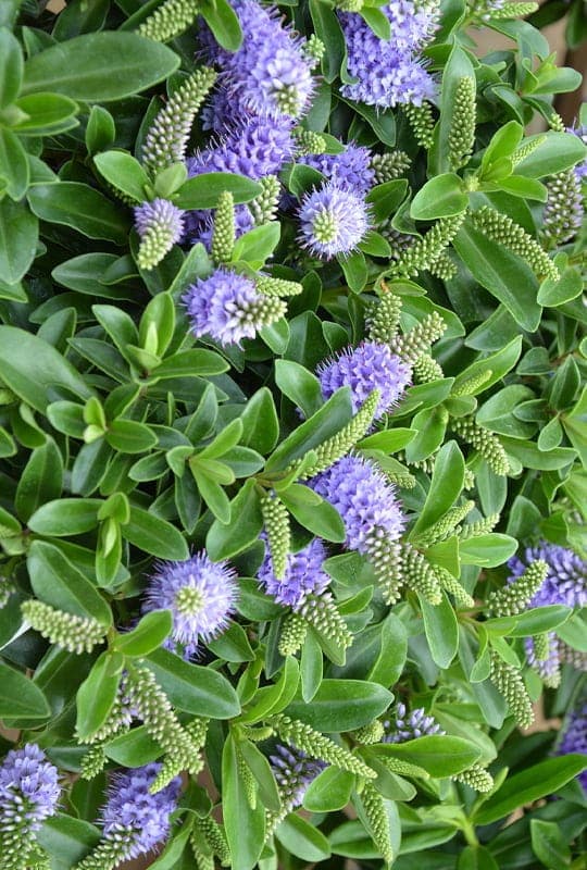 Hebe andersonii