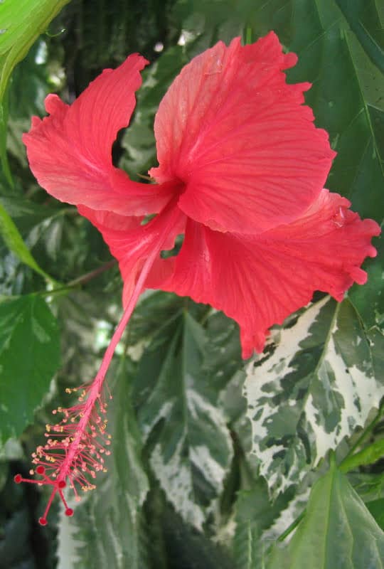 Hibiscus Schizopetalus