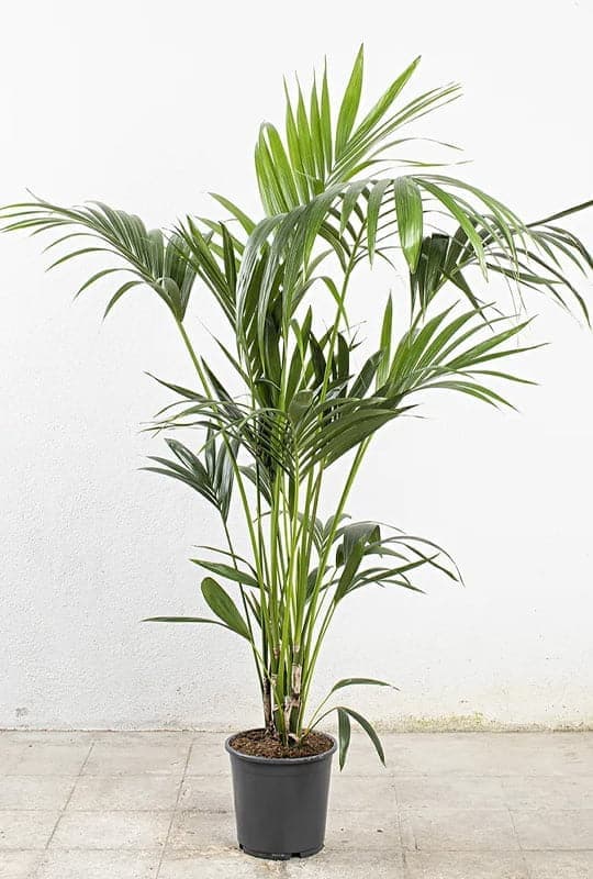 Howea forsteriana