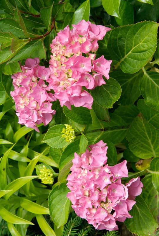 Hydrangea Macrophylla