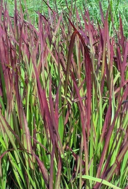Imperata Cylindrica ‘Red Baron’