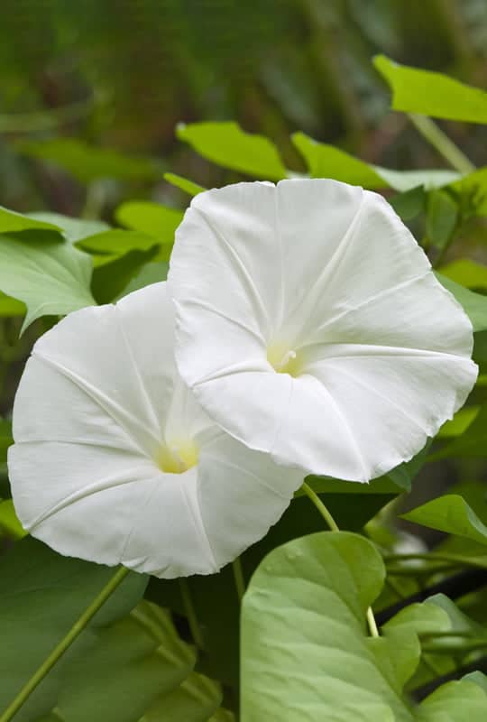 Ipomea alba