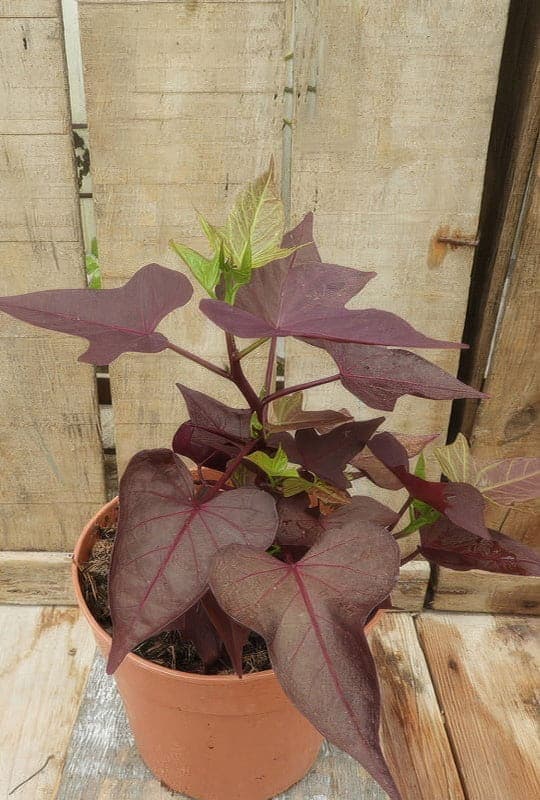 Ipomea batatas