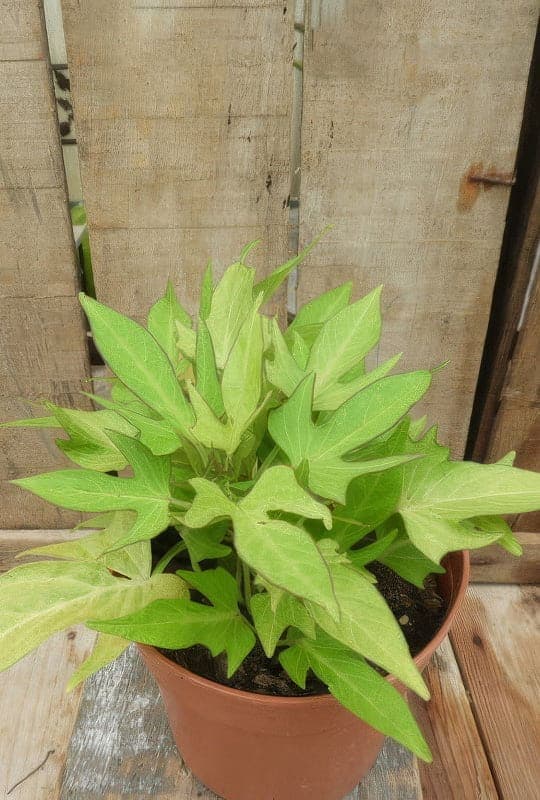 Ipomea batatas