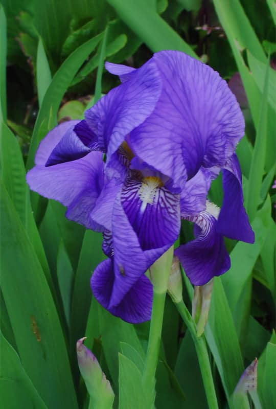 Iris germanica
