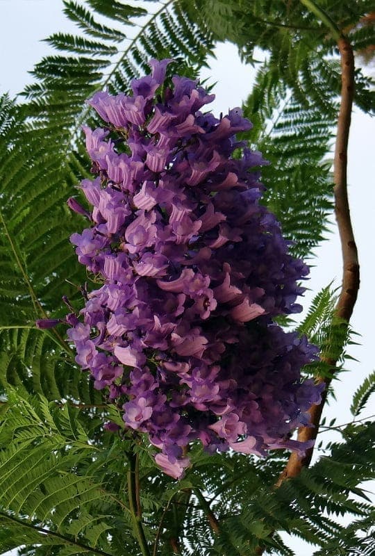 Jacaranda Mimosifolia