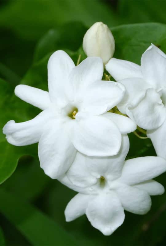 Jasminum sambac