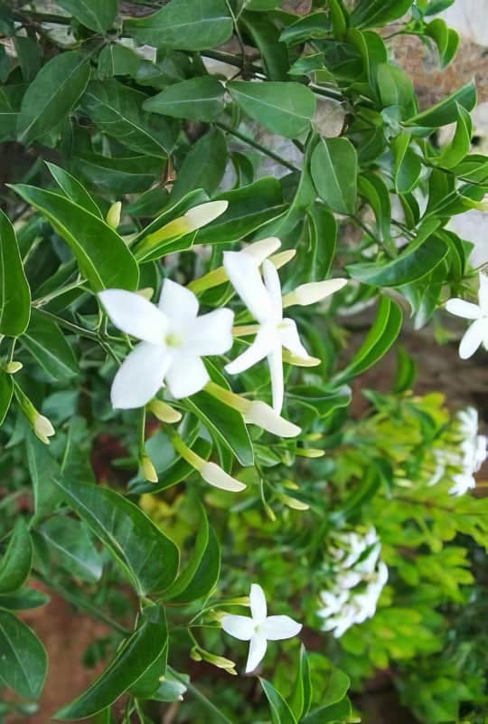 Jasminum azoricum