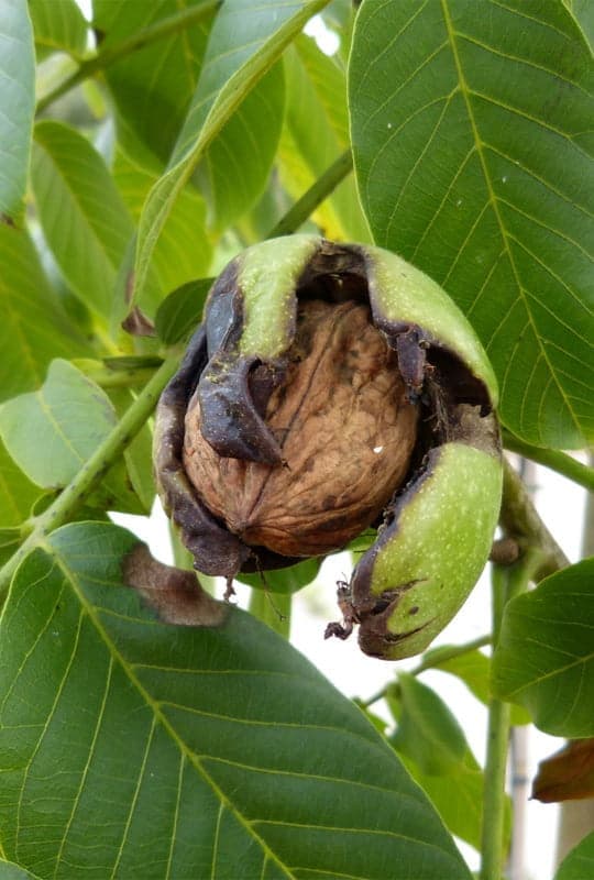Juglans Regia