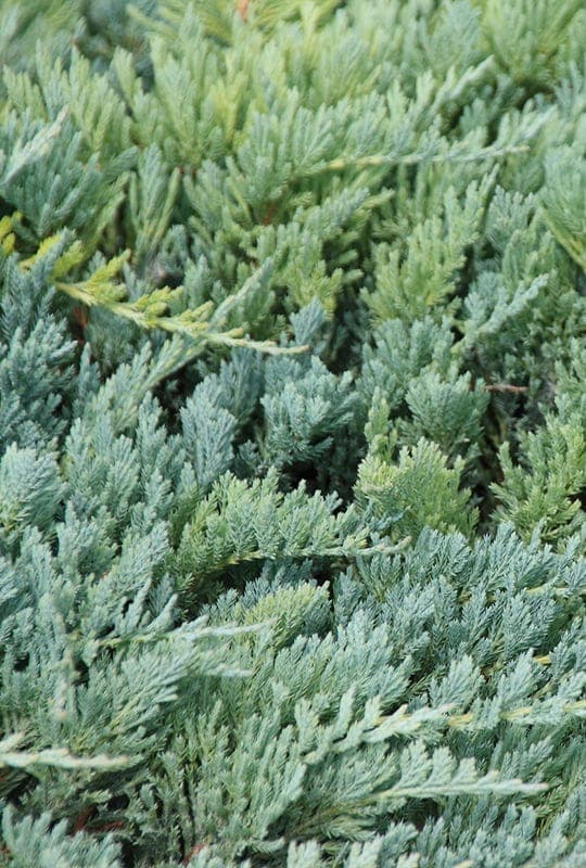 Juniperus Horizontalis