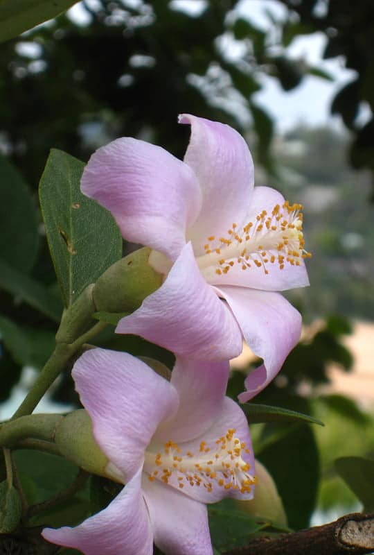 Lagunaria Patersonii