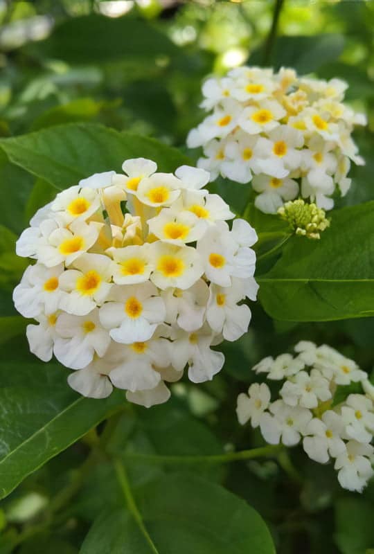 Lantana Camara ‘Avanlanche’