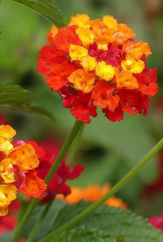 Lantana Camara ‘Cochinelle’