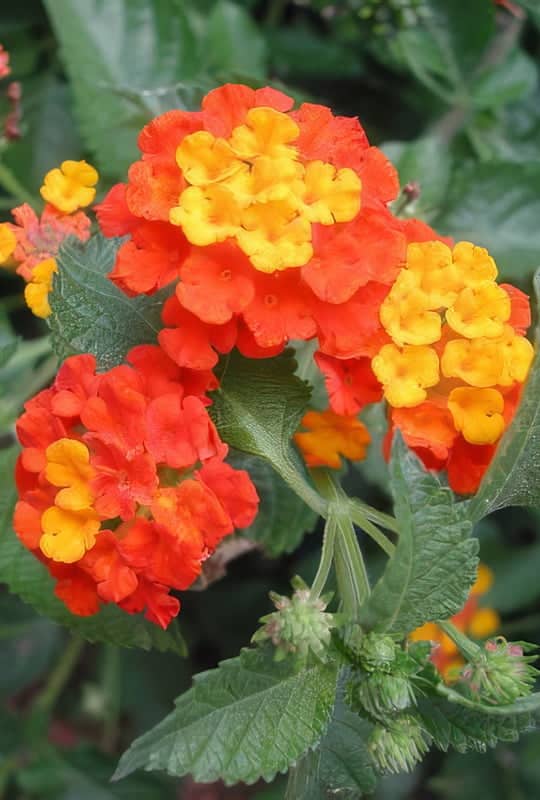 Lantana Camara ‘Orange pur’