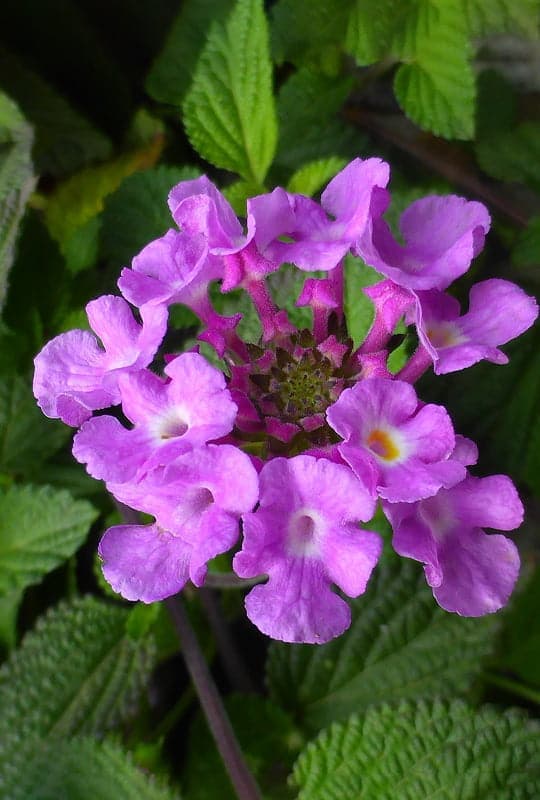 Lantana Sellowiana ‘Alba’