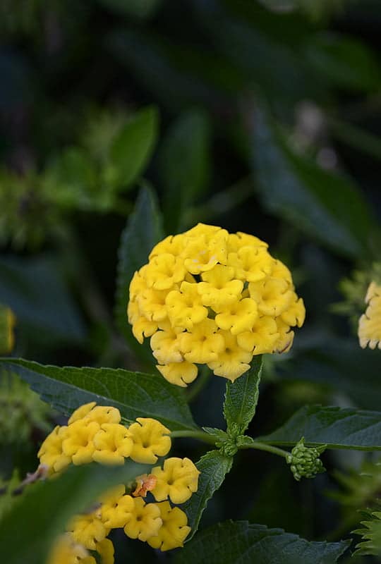 Lantana Sellowiana ‘Lutea’