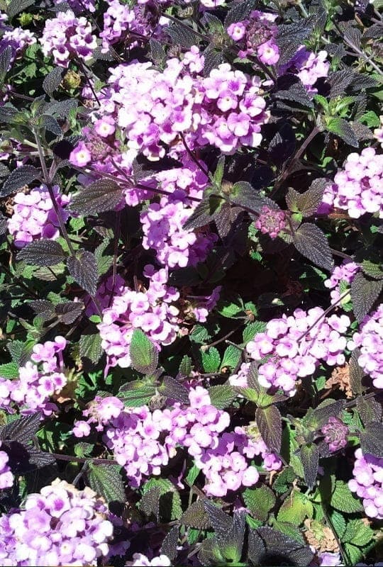 Lantana Sellowiana ‘Montevidensis’