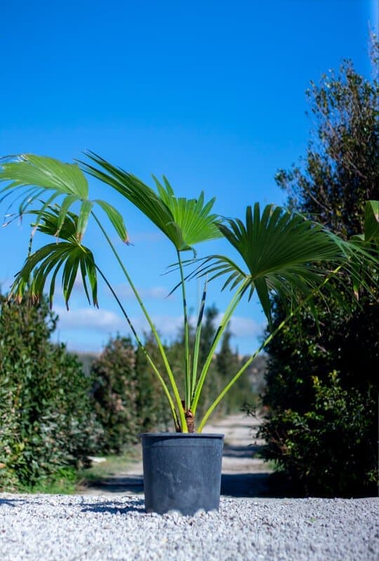 Latania Loddigesii