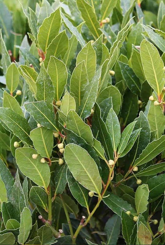 Laurus Nobilis