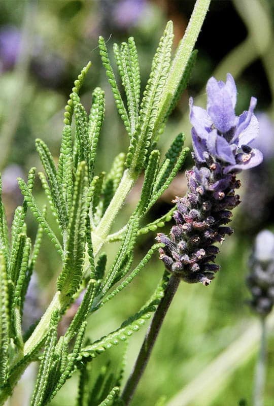 Lavandula dantata