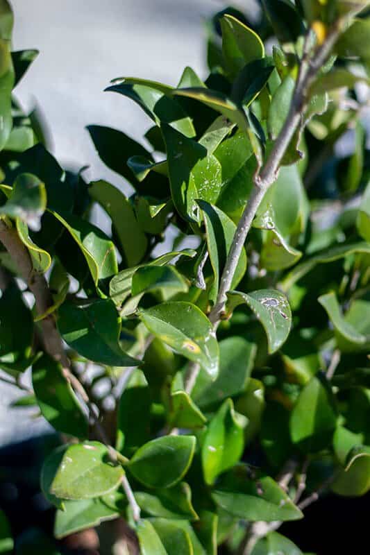 Legustrum japonicum ‘Texanium’