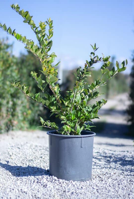Legustrum japonicum ‘Texanium’