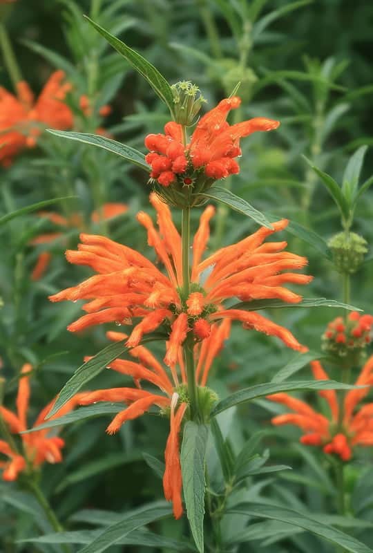Leonotis arancio
