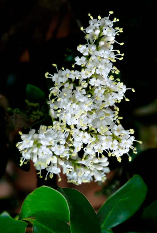 Ligustrum Japonicum ‘Texanum’