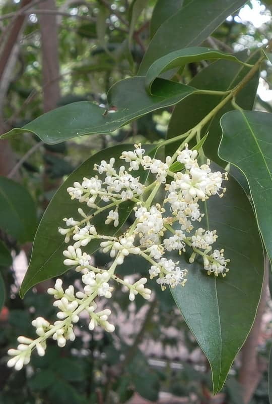Ligustrum Japonicum ‘Lucidum’