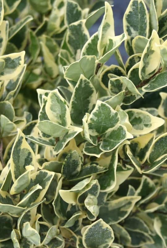 Ligustrum Japonicum ‘Silver star’