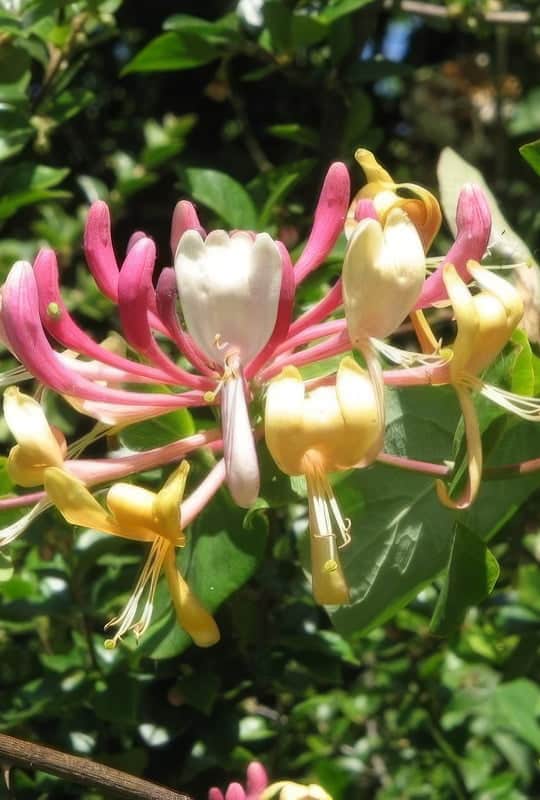 Lonicera caprifolium